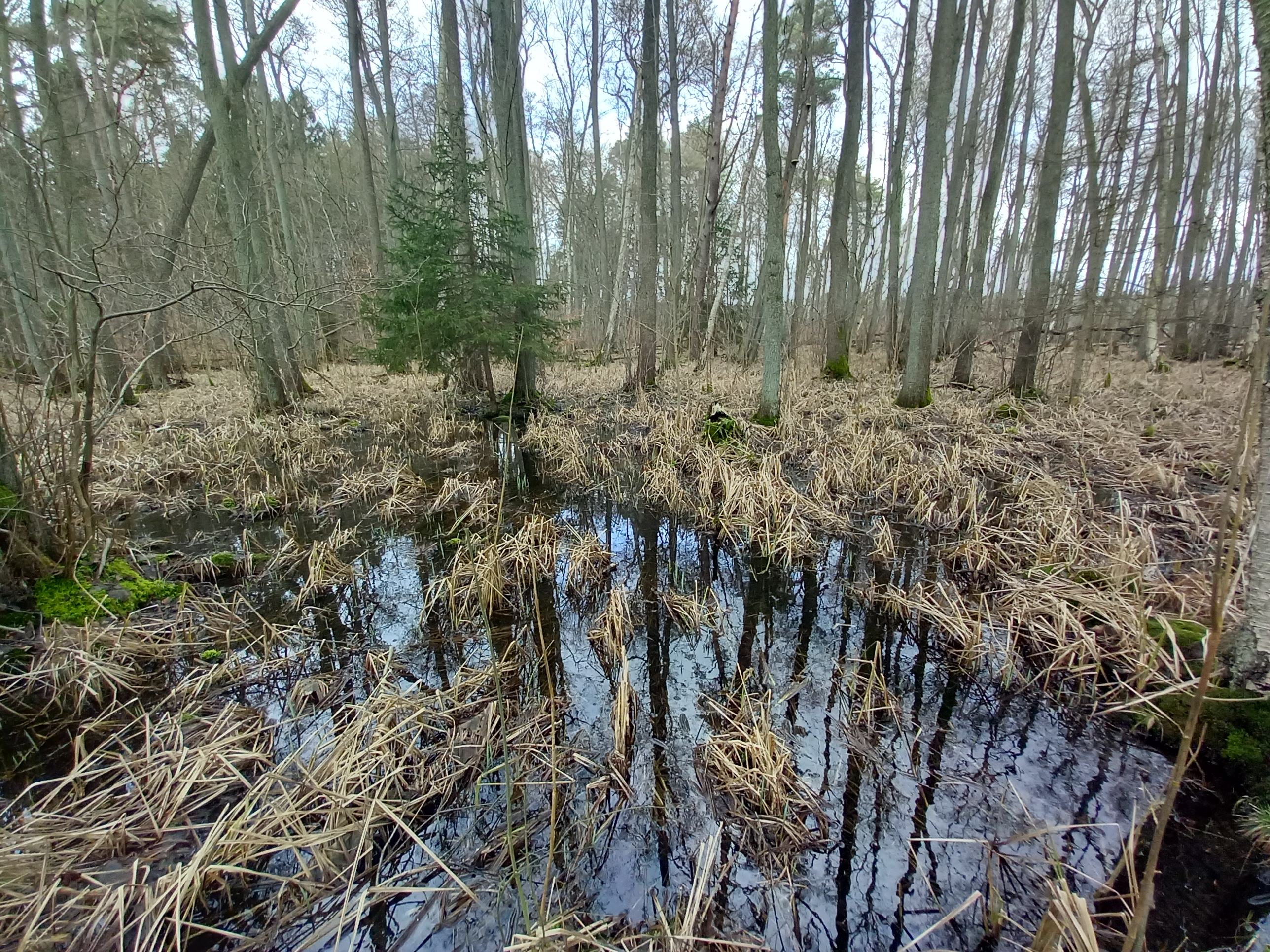Peatland in Germany