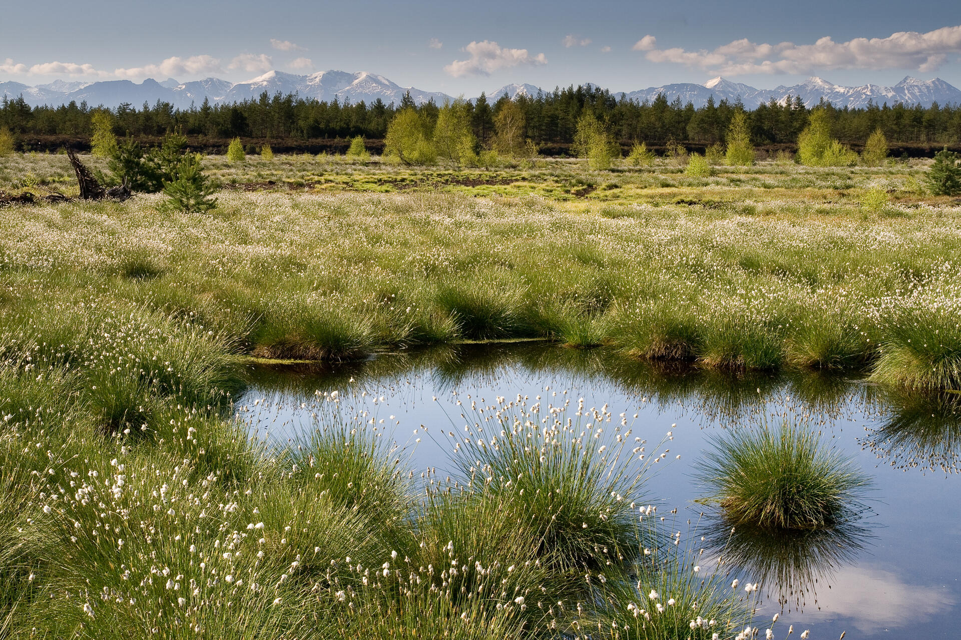 Peatland in Poland