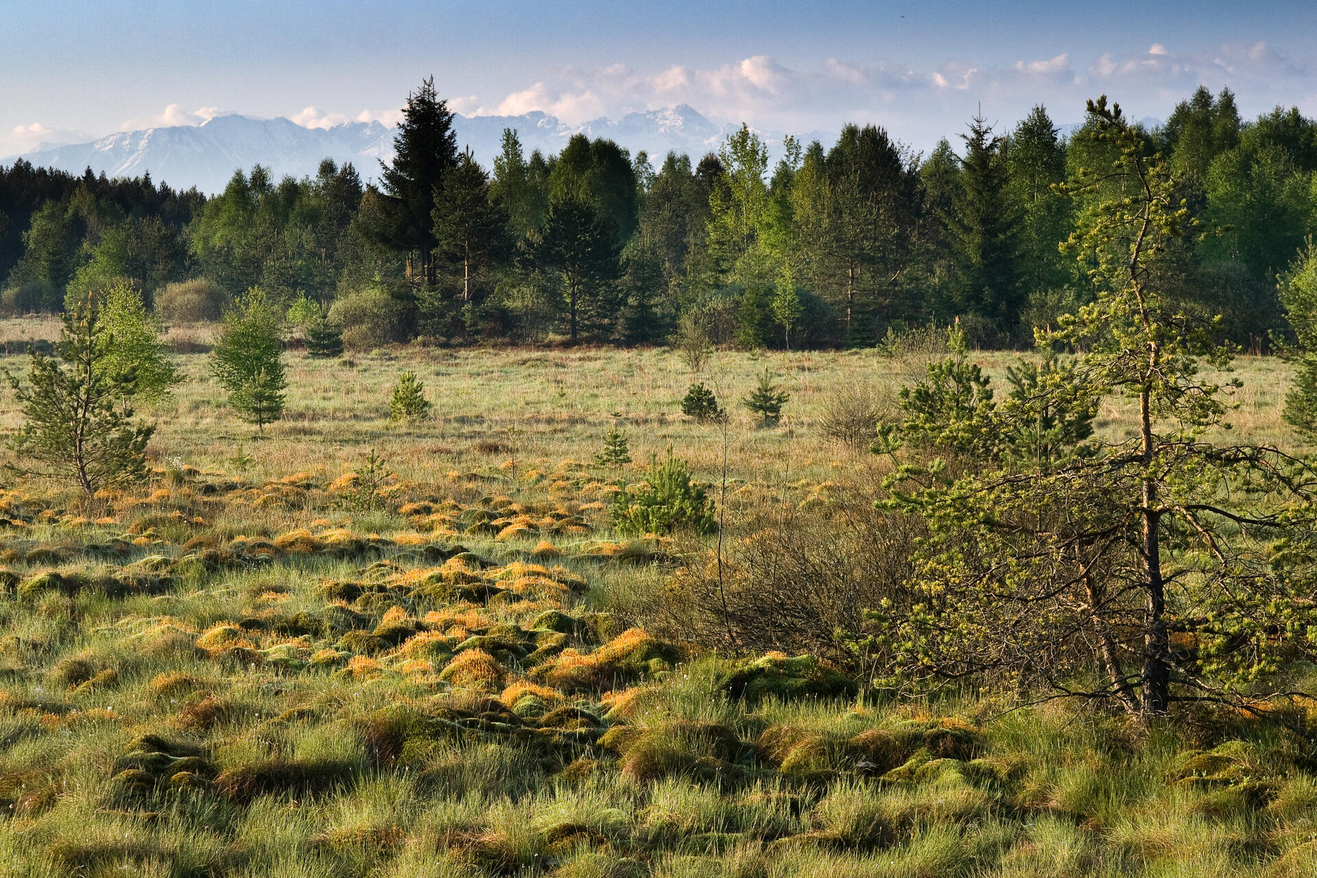 Peatland in Poland
